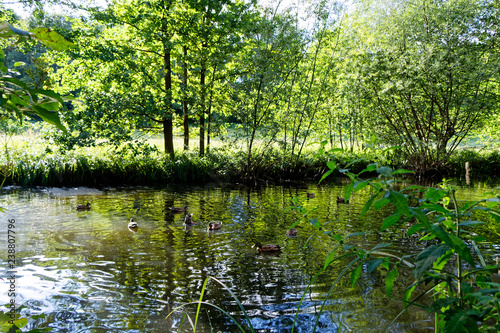 Enten im Teich bei Germering