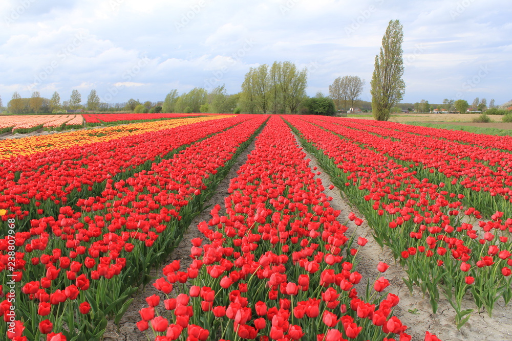large field with red flowering tulips in springtime