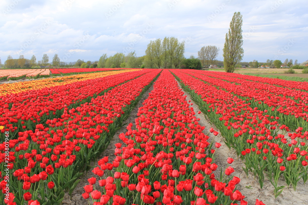 large field with red flowering tulips in springtime large field with red flowering tulips in springtime