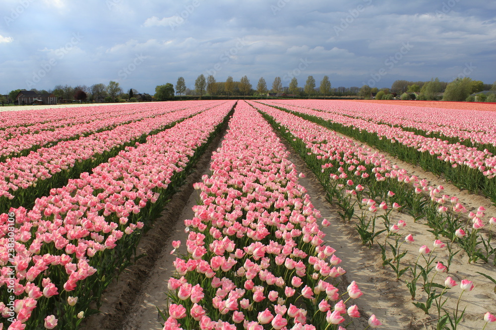 beautiful bulb field with pink flowering tulips in springtime in holland