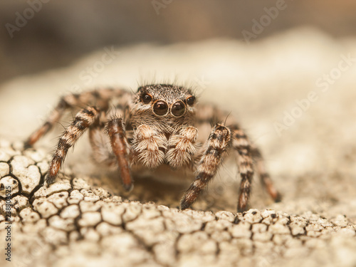 Jumping spider on ground with cracks, Czech Republic