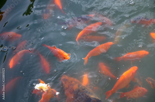 Colorful fishes swiming in the pond. © nkeskin