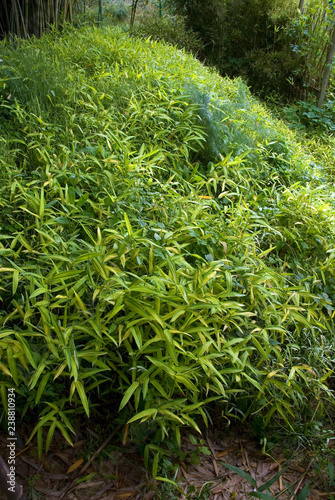 Pleioblastus Viridistriatus Auricoma photo