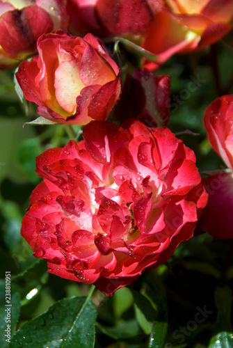 Rosa Floribunda Wwf (Dorieux) photo