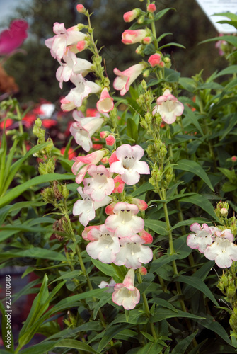 Penstemon Phoenix Appleblossom photo