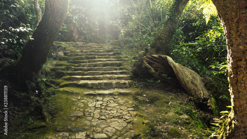 Obraz na plátně Floresta.