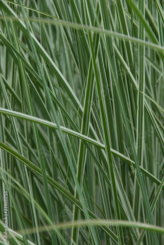 Fotografija Miscanthus Sinensis Morning Light