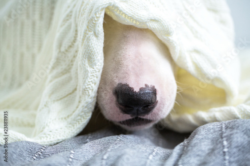 A cute white English bull terrier is sleeping on a bed under a white knitted blanket