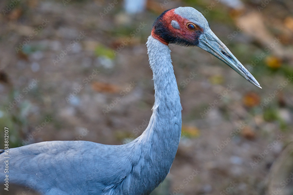 Fototapeta premium Red-crowned crane (Grus japonensis)
