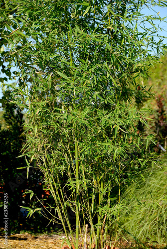 Phyllostachys Aurea - Bambou