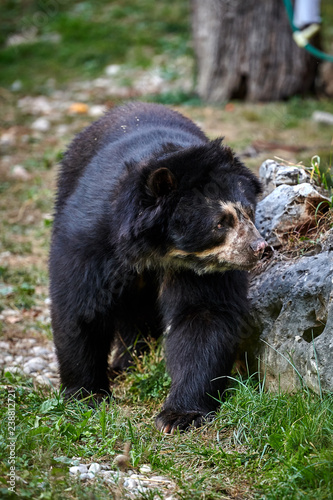 The spectacled bear (Tremarctos ornatus) photo
