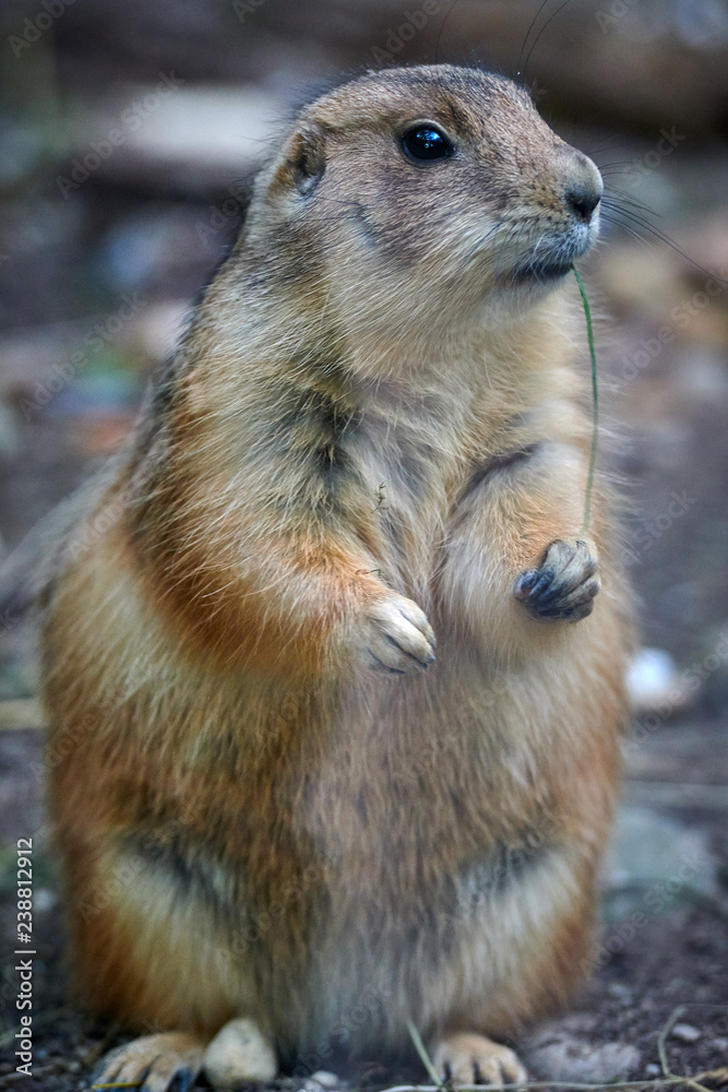 Naklejka premium Arizona black-tailed prairie dog (Cynomys ludovicianus)