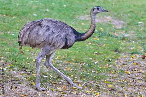 The greater rhea (Rhea americana) photo