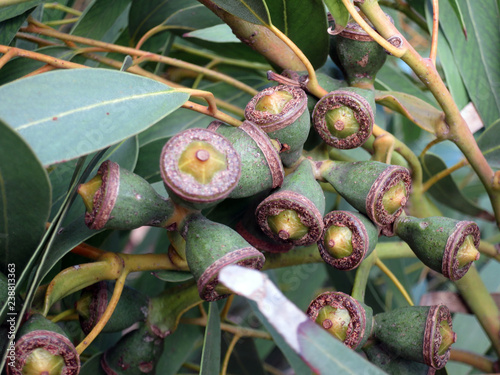 Eukalyptus Eucalyptus gomphocephala photo