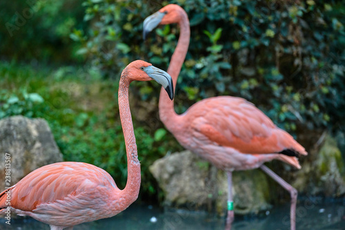 The greater flamingo (Phoenicopterus roseus)