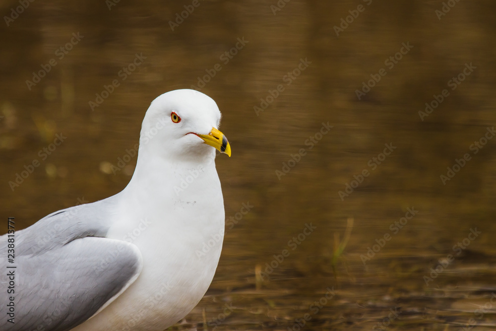 Obraz premium Lone curious Seagull looking for a meal in a puddle of water