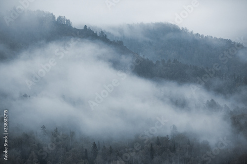 fog in the mountains. overcast. forest.