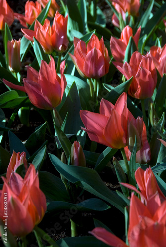 Photography Tulipa Greigii Toronto