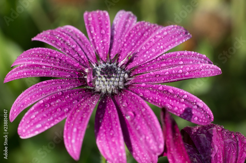 close up of purple flower with dew drops