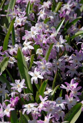 Chionodoxa Luciliae Pink Giant photo