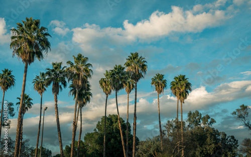 palm trees on the beach