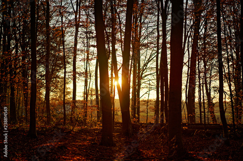 sunset in the autumn forest