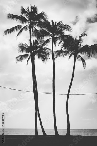 Four palm trees aligned and crossed by electric wires in Hawaii,