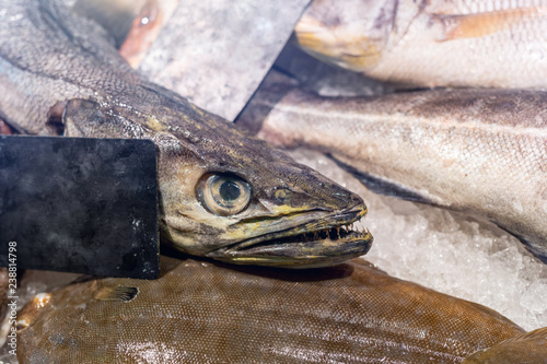 Close-up head with sharp teeth of raw hake fish on counter at fish market. Fresh fish on storedisplay. Healthy eating photo