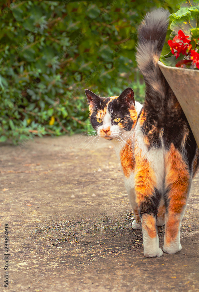 A ginger, black and white tabby cat turns to look at the camera. Her tail is up as she rubs herself against an nearby plant pot and fixes her glare at the photographer. There is copy space A ginger, black and white tabby cat turns to look at the camera. Her tail is up as she rubs herself against an nearby plant pot and fixes her glare at the photographer. There is copy space