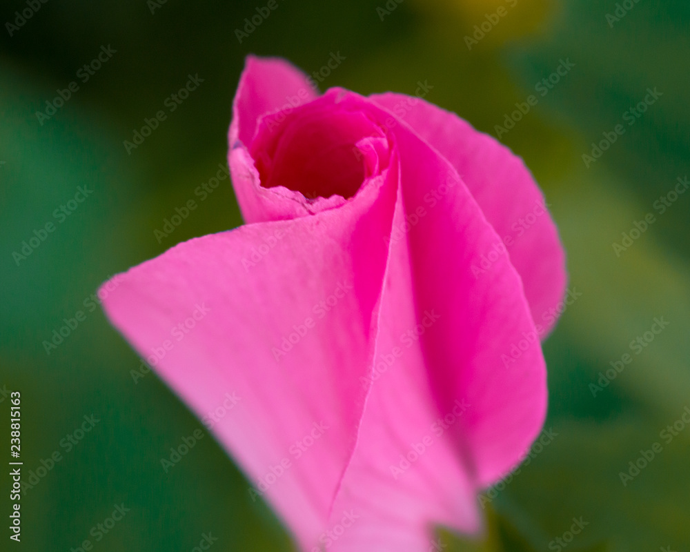 close up of pink flower petals opening