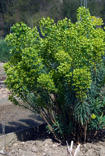 Euphorbia Characias Wulfenii photo