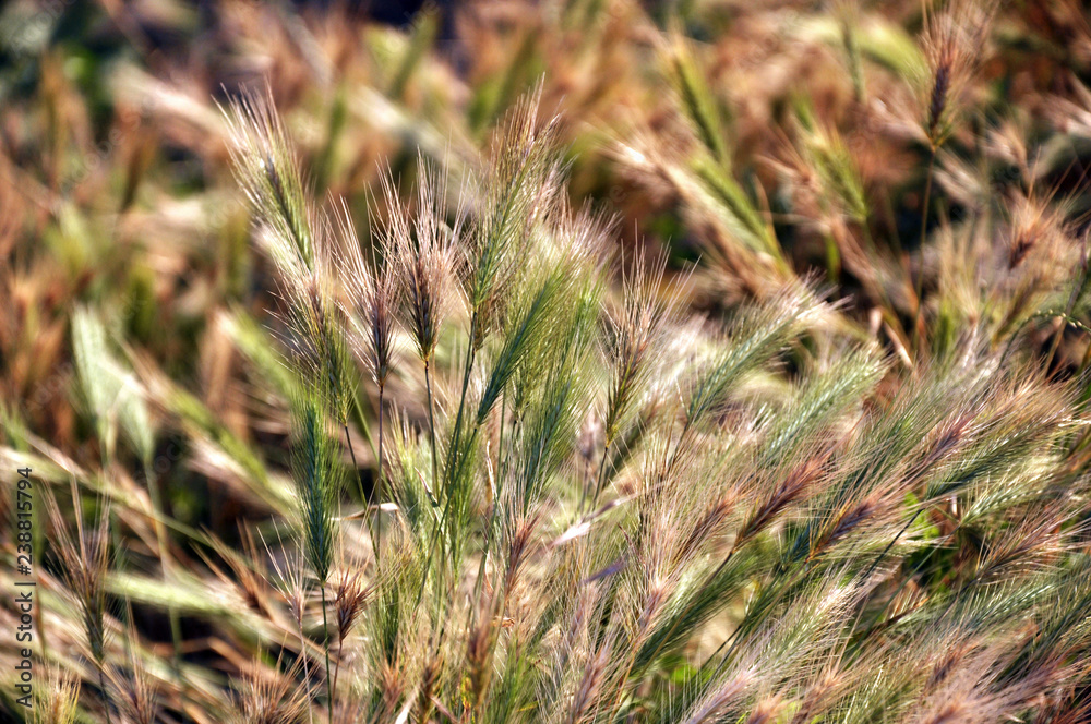 In the meadow, barley grows wild In the meadow, barley grows wild