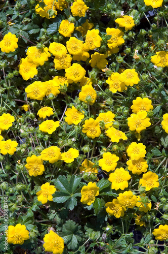 Potentilla Neumanniana photo