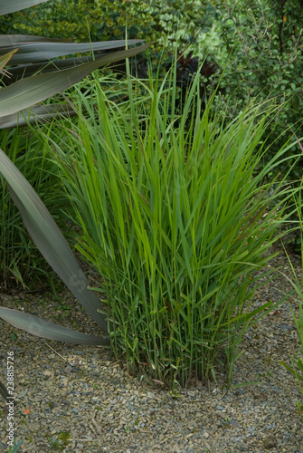 Panicum Virgatum Hanse Herms photo