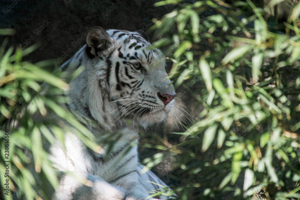 Naklejka premium white tiger at the zoo in argentina