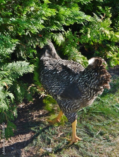 Hahn verschwindet in der Hecke