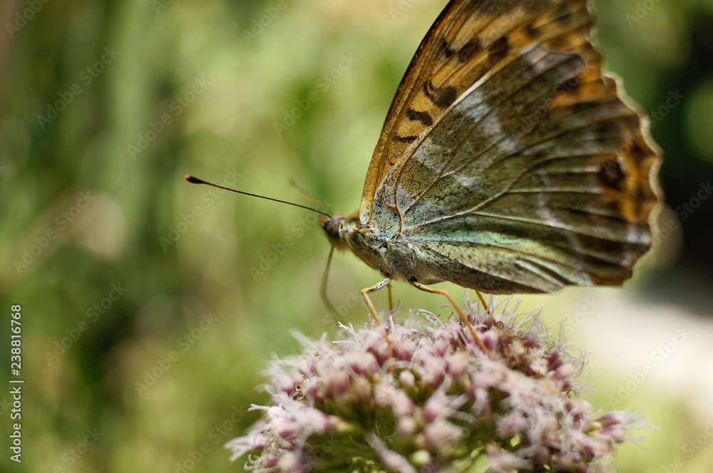 Obraz premium Schmetterlinge Deutschlands - Kaisermantel