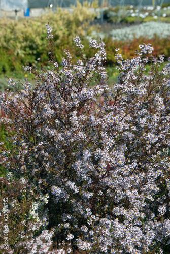 Aster Ericoides Ringdove photo