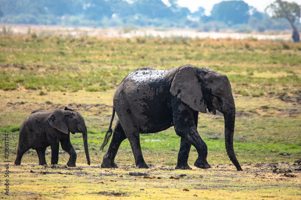 Fototapeta premium Elephant Mother and Calf walking