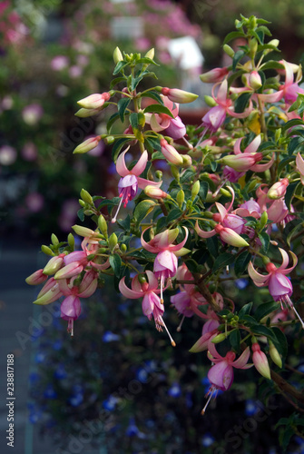 Fuchsia Line Maria Landy photo