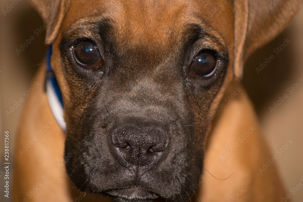 boxer breed puppy close up