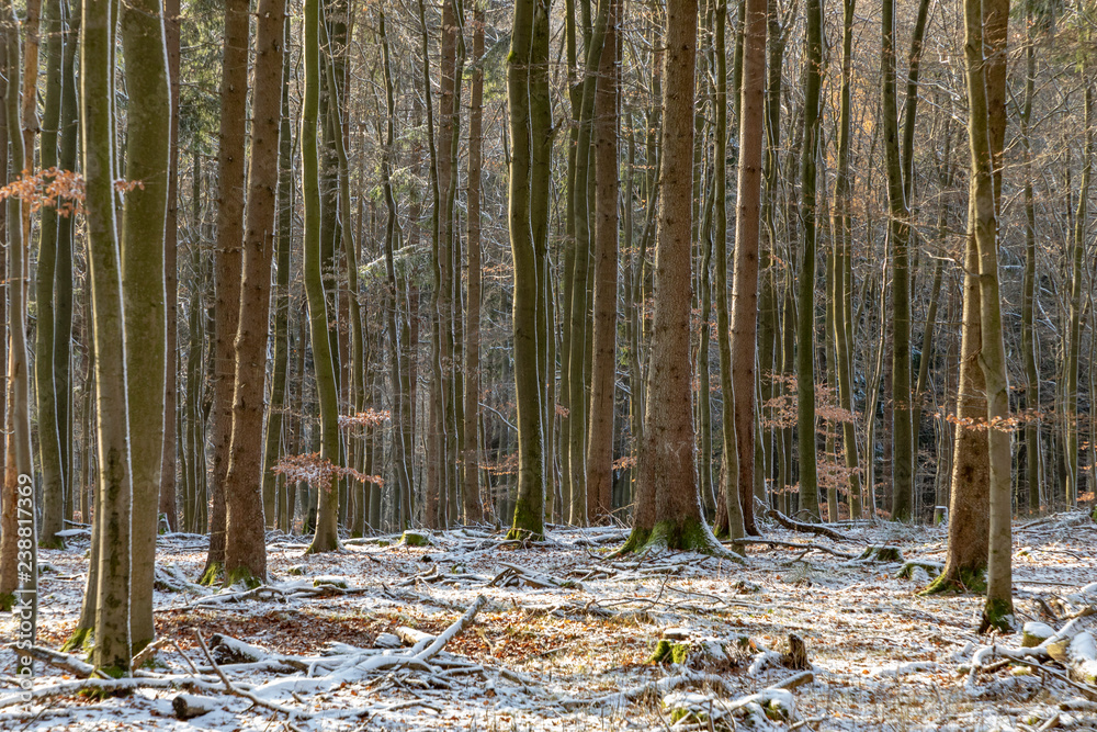 harmonic trees in wintertime in the forest harmonic trees in wintertime in the forest