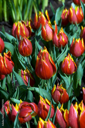 Tulipa Schrenkii - Tulipe photo