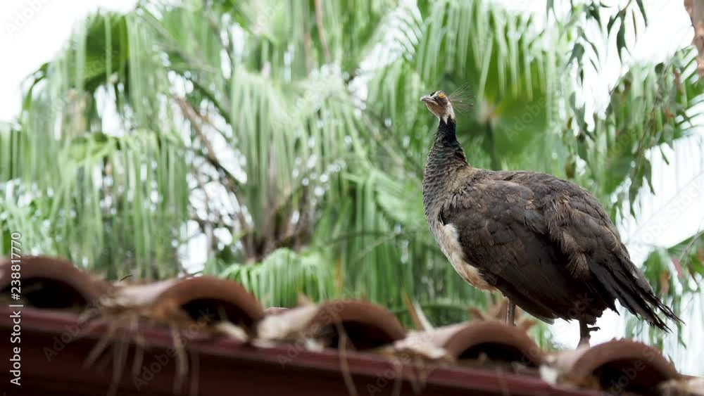 Indian blue peafowl or peacock Pavo cristatus . Indian blue peafowl or peacock Pavo cristatus .
