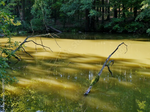 Zweige und Äste im See im Schlaubetal photo