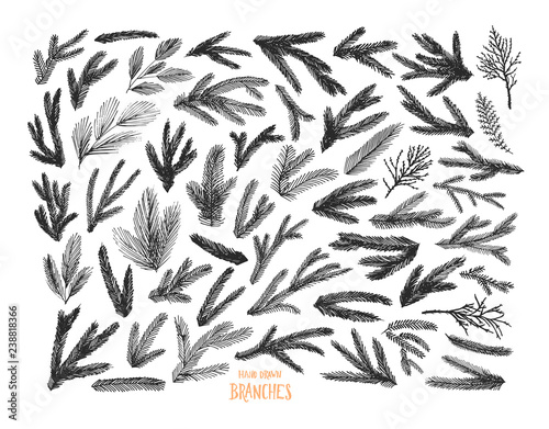 Collection of pine tree and spruce branches. Hand drawn Christmas and winter decorative elements.