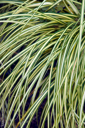 Carex Elata Aurea