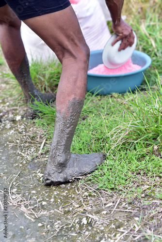 The muddy legs of a Balinese farmer working at the rice fierlds in Ubud, Bali Island, Indonesia