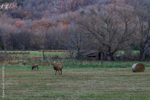 Wild Elk Herd in Boxley  Arkansas