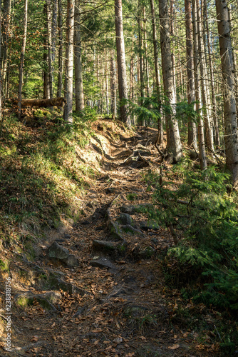 coniferous forest of trees with a full frame trail